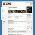 Limenitis arthemis: Information