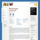 Hemiprocnidae: Information