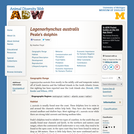 Lagenorhynchus australis: Information
