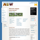 Marmota caligata: Information