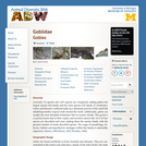 Gobiidae: Information