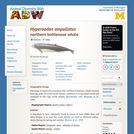 Hyperoodon ampullatus: Information