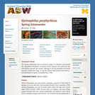 Gyrinophilus porphyriticus: Information