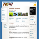 Gallinago gallinago: Information