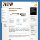 Malapterurus electricus: Information