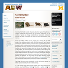 Ctenomyidae: Information