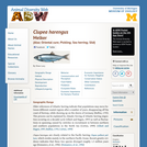 Clupea harengus: Information