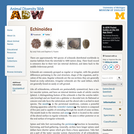 Echinoidea: Information