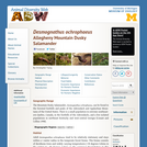 Desmognathus ochrophaeus: Information