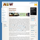 Dermoptera: Information