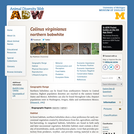 Colinus virginianus: Information