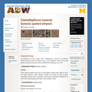 Cnemidophorus sonorae: Information