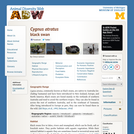 Cygnus atratus: Information