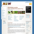 Dendrobates auratus: Information