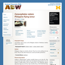 Cynocephalus volans: Information