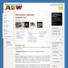 Desmodus rotundus: Information