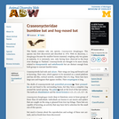 Craseonycteridae: Information