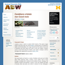 Condylura cristata: Information