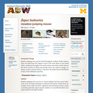 Zapus hudsonius: Information