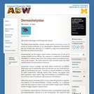 Dermochelyidae: Information