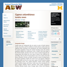 Cygnus columbianus: Information