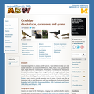 Cracidae: Information