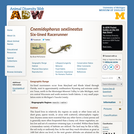 Cnemidophorus sexlineatus: Information