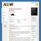 Echinosorex gymnura: Information