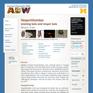 Vespertilionidae: Information