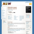 Zenkerella insignis: Information