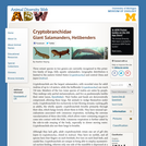 Cryptobranchidae: Information