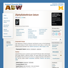 Diphyllobothrium latum: Information