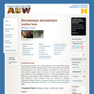 Dermatolepis dermatolepis: Information