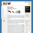 Dugongidae: Information