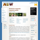 Dendroica magnolia: Information