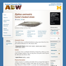 Ziphius cavirostris: Information