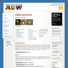 Colias eurytheme: Information