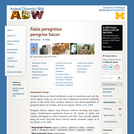 Falco peregrinus: Information