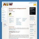 Daubentonia madagascariensis: Information