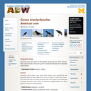 Corvus brachyrhynchos: Information