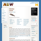 Clinidae: Information