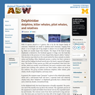 Delphinidae: Information