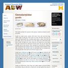 Ctenodactylidae: Information