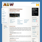 Cyphotilapia frontosa: Information