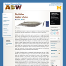 Ziphiidae: Information