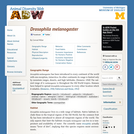 Drosophila melanogaster: Information