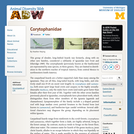 Corytophanidae: Information