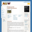 Eumops perotis: Information