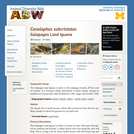 Conolophus subcristatus: Information