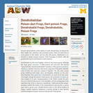 Dendrobatidae: Information